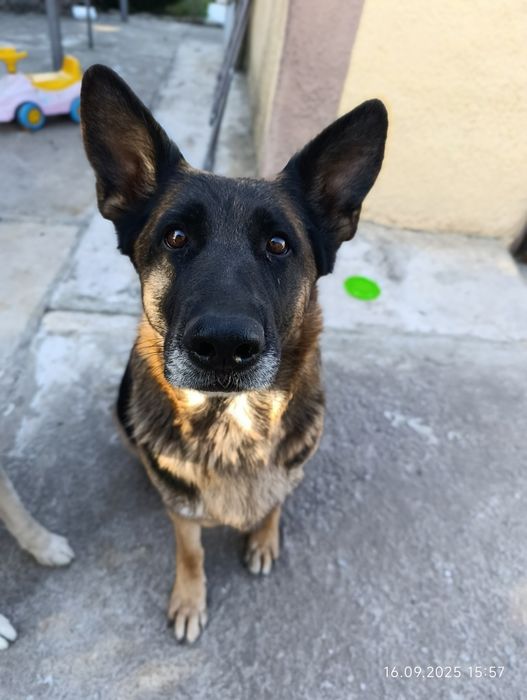 Отдам 2 овчарки и хаски в добрые руки