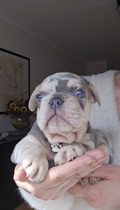 Bulldog Lilac exelente porte olhos azuis