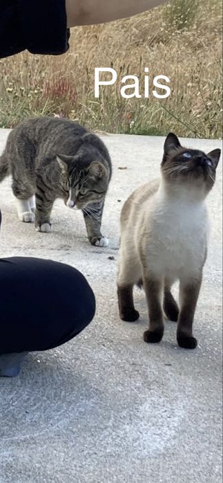 5 Gatinhos à Procura de um Lar Amoroso