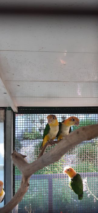 Marianinhas de Cabeça Canela