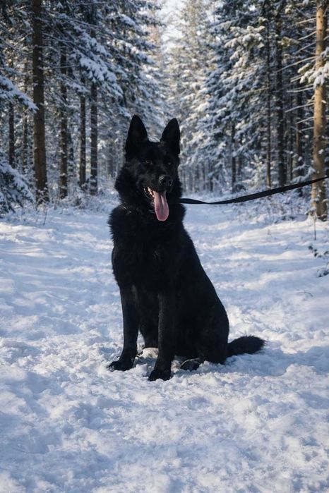 Німецька вівчарка (Вязка)