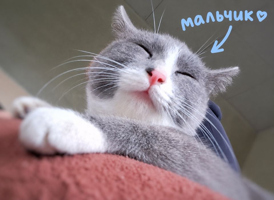 Віддам в добрі руки