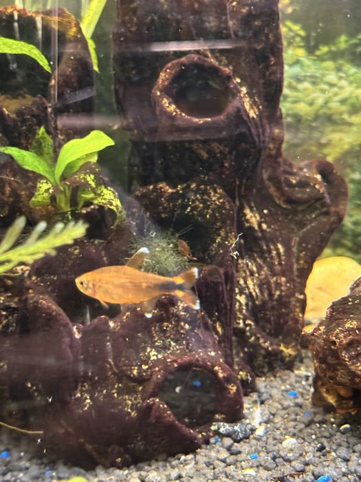 Peixe Tetra Cobre