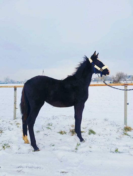 roczna klacz - księga główna