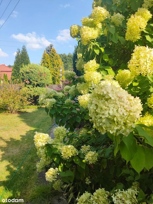 Działka Marysin Wawerski "Biały Kruk"
