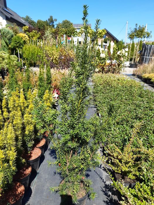 Cis Hicksi Hilli Aurea Fastigiata Robusta Summergold ŻYWOPŁOT Taxus