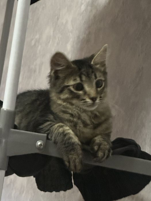 віддам кота у хороші руки