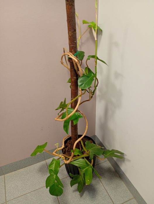 Philodendron Squamiferum