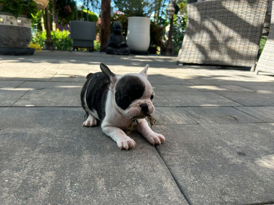 Buldog francuski - piesek