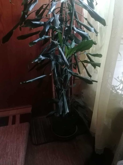Sprzedam Dracenę Dużą