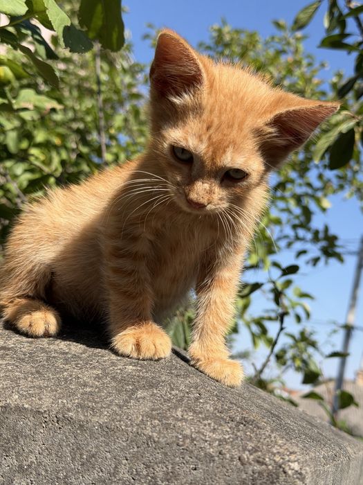 Кошеня безкоштовно