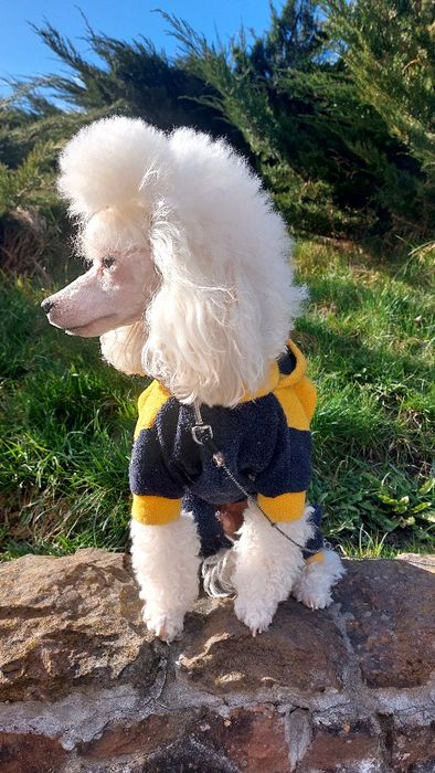 Кобель для вязки