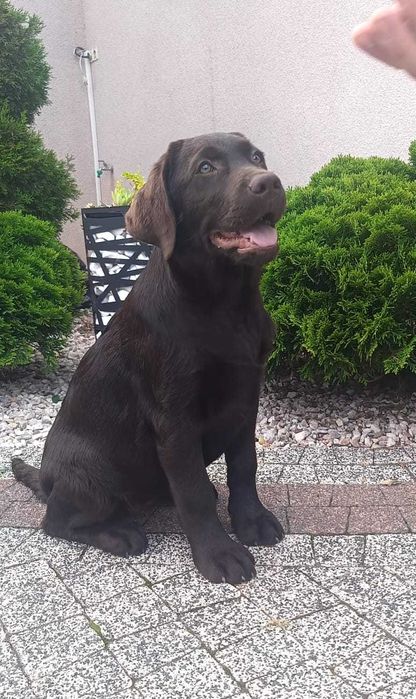 Labrador Retriever - czekoladowa suczka ZKwP/FCI