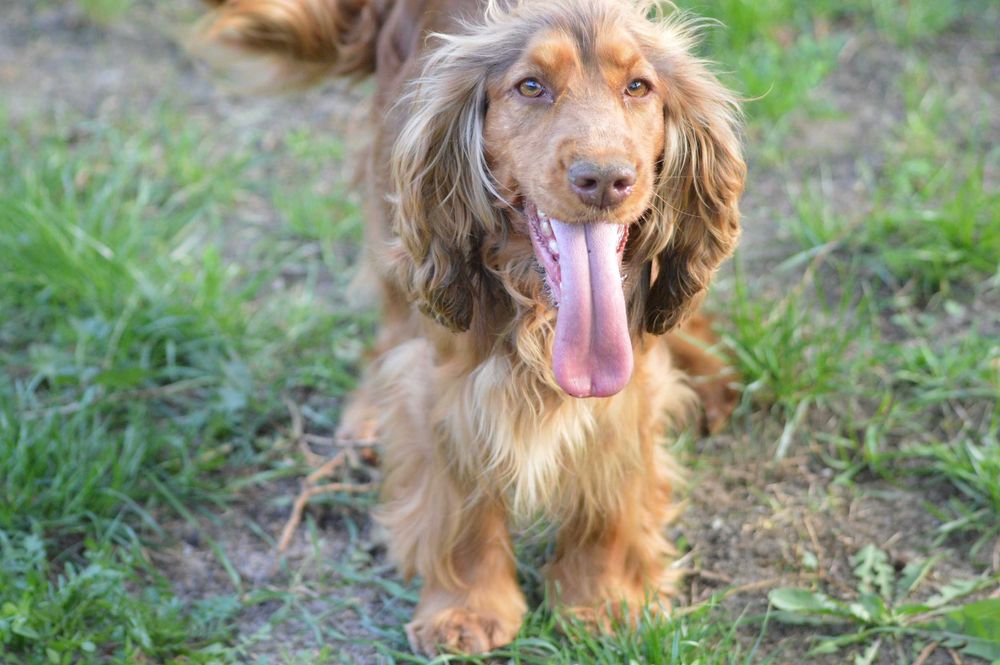 cocker spaniel angielski suczka dorosła czekoladowo-podpalana