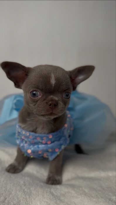 Liliowa suczka chihuahua mini