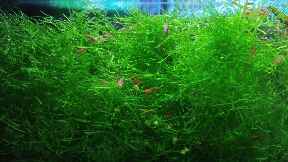 Plantas Aquario Feto Java Windelov