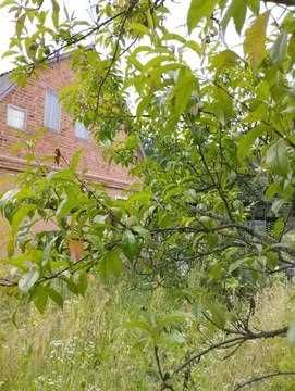 Продам дачу в Фастівському районі