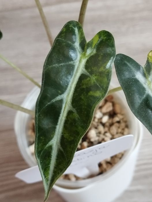 Alokazja Bambino Aurea