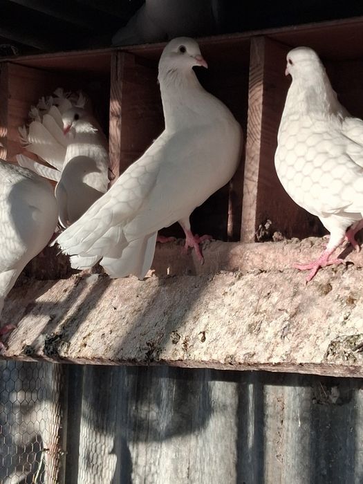Patos e pmbas normais e leque e francesad