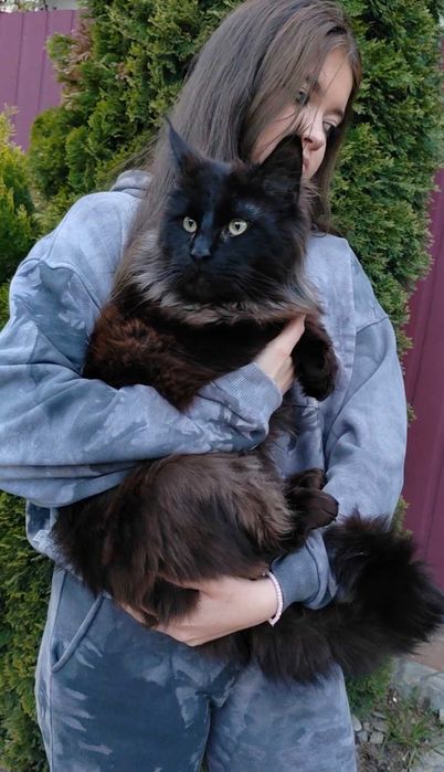 Мейн Кун, Maine Coon, Black, чёрного окраса