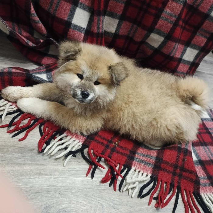 Песики Акіта-іну