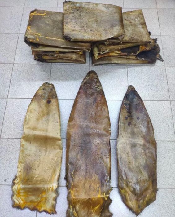 Шкіри бобра сирі та сухі/шкури боброві/мех/хутро бобра/бобровые шкуры