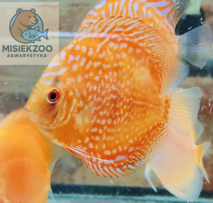 MISIEKZOO Dyskowce - Paletka Brown / Rozmiar 5 cm / Różne odmiany