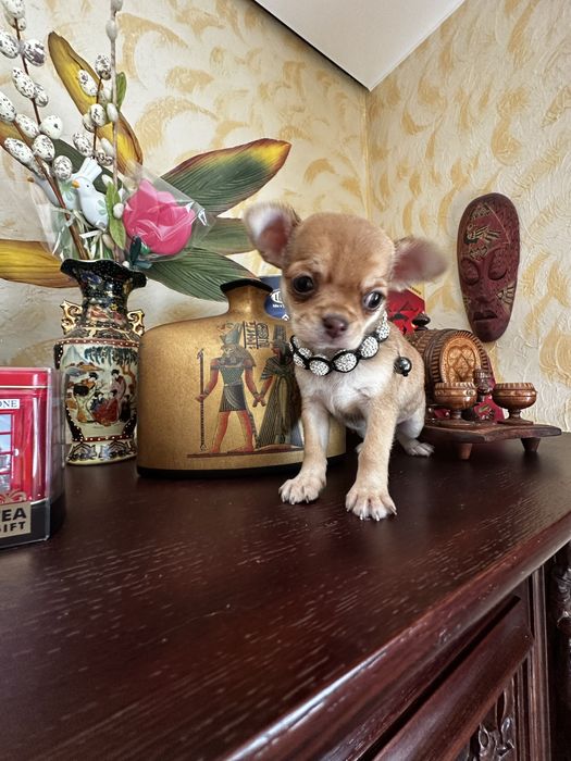 Супер міні чіхуахуа дівчатка в ізабелловому окрасі