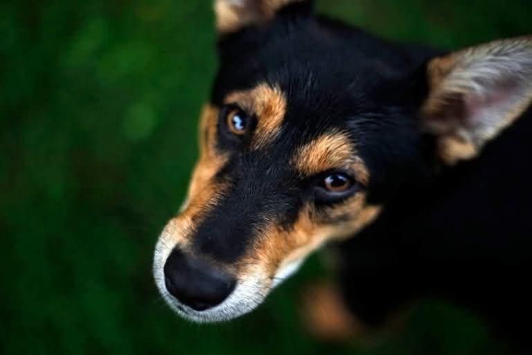Kochany Bobi czeka na adopcje