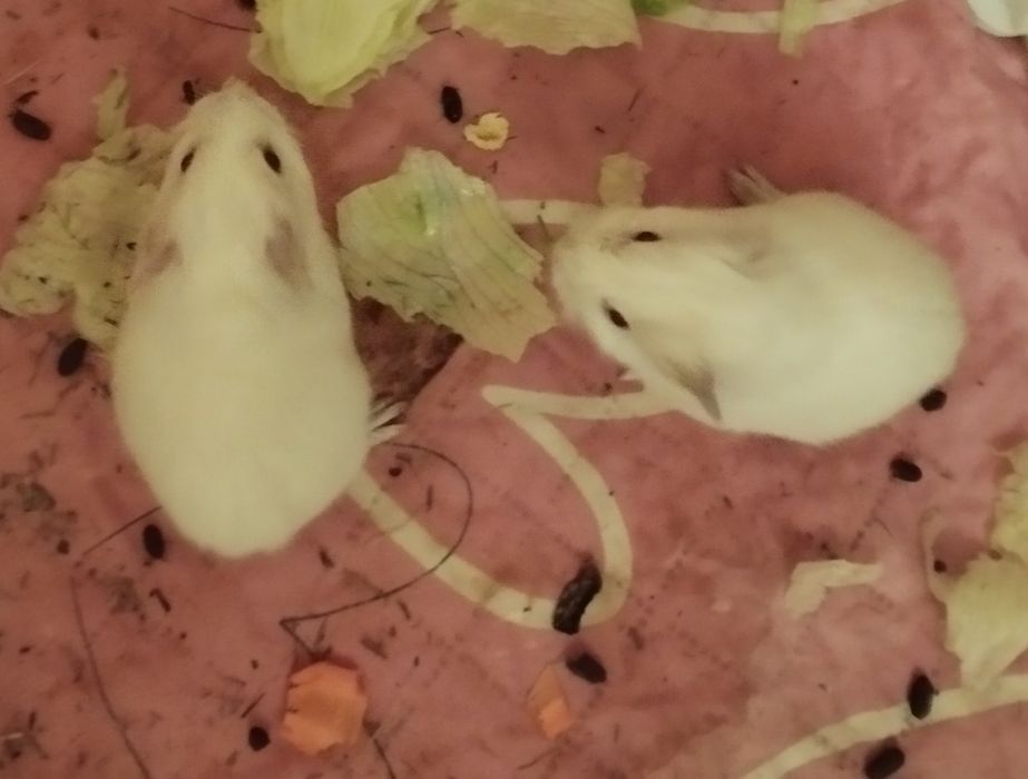 świnki morskie dziewczynki młode