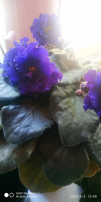 ФИАЛКИ в горшках