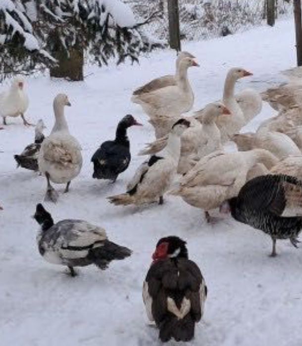 Sprzedam gęsi i kaczki