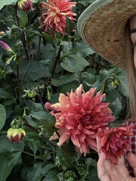 Жоржини бульби (руда)