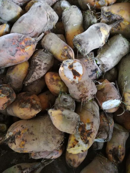 buraki pastewne cukrowe ręcznie kopane dla królików koni