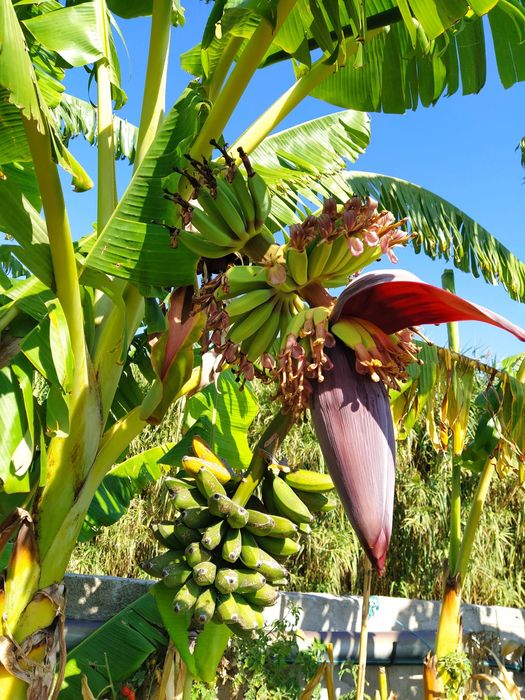 Bananas "Banana Maçã" maduras na bananeira