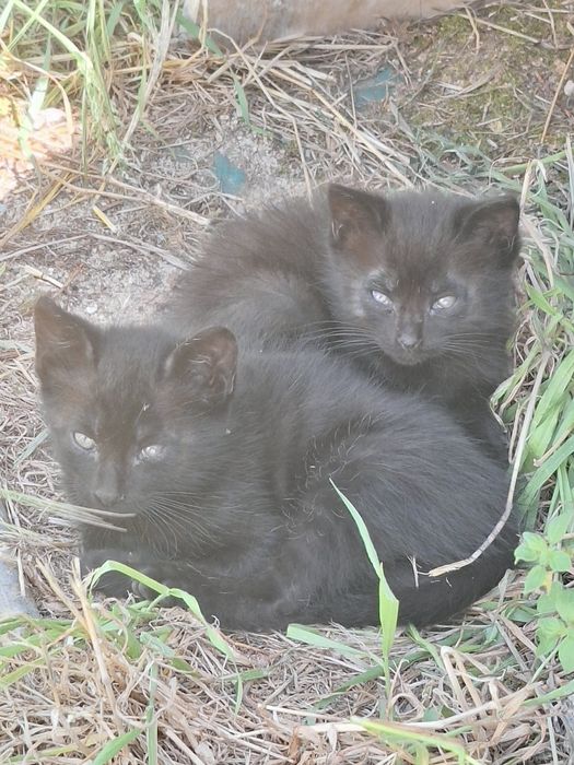Gatos machos pretos