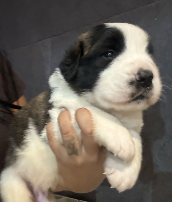 Cão São Bernardo