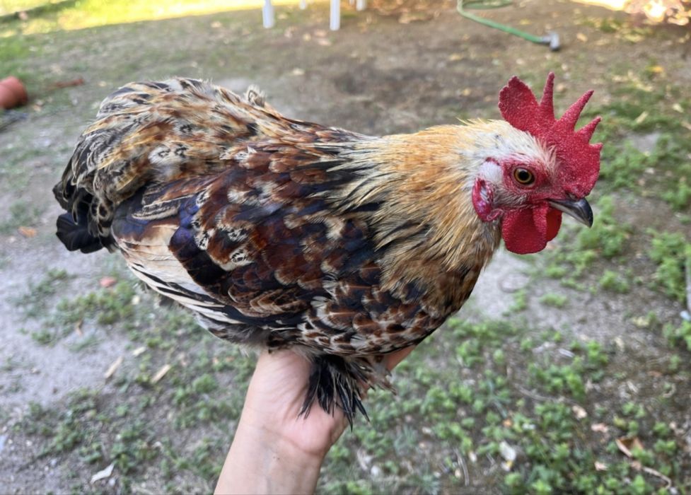 Dois pintos Bantam de Pequim