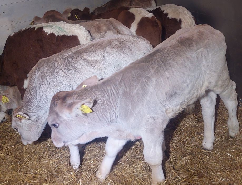Żelechów byczki miesne i jałoszki sprzedam
