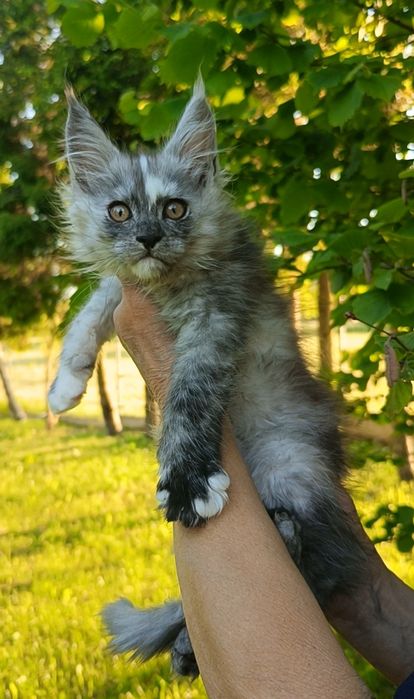 Kotka Maine Coon