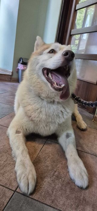 Misiek łagodny pies husky adopcja