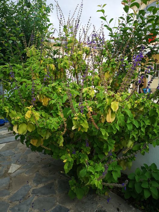 Vendo planta boldo