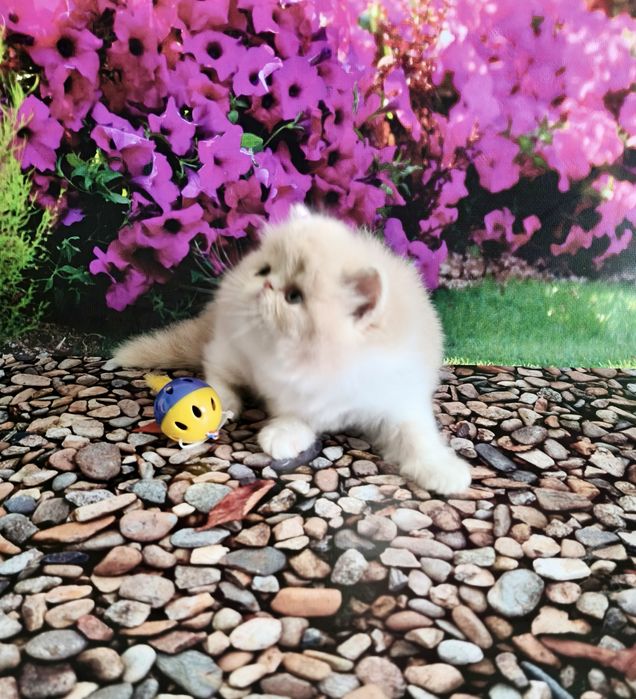 Персидские нежные котики