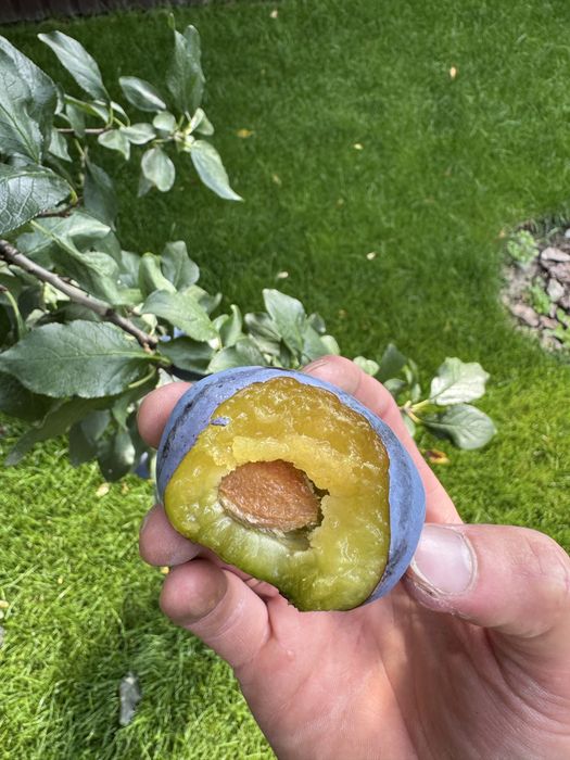 Професійний Садівник