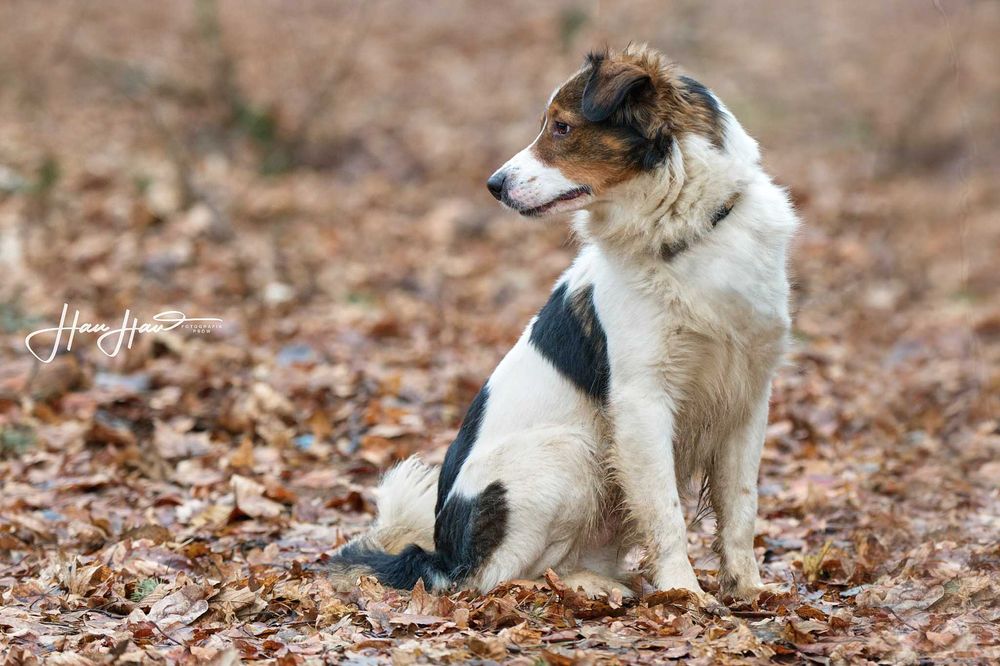 Border collie mix Bazyl   szuka domu schronisko Zgierz aktualne