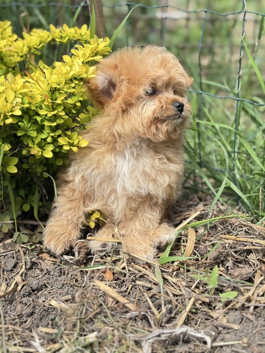 Помапу мальтіпу хлопчик