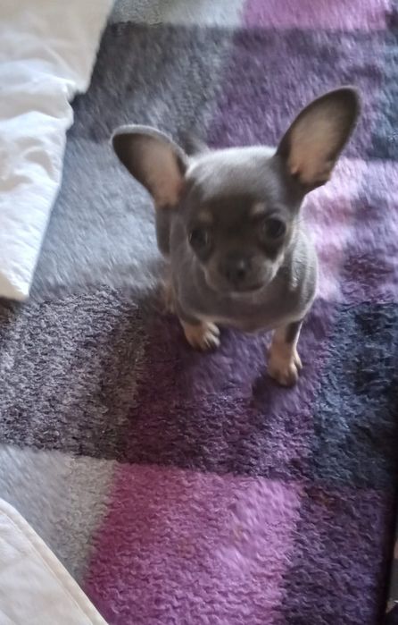 Chihuahua suczka