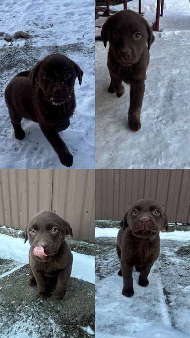 Дівчатка-лабрадори