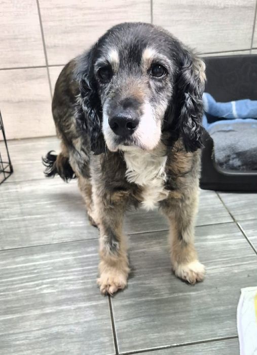 Piękna sunia w typie cocer spaniel