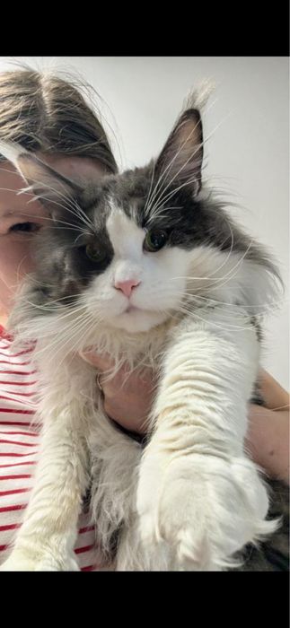 Maine Coon Czarny Srebrzysty Kocurek